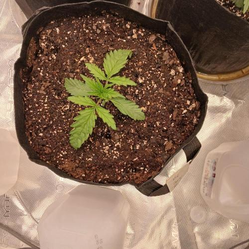 Beary Berry Punch. Week 2 - Day 11, dry heat wilt