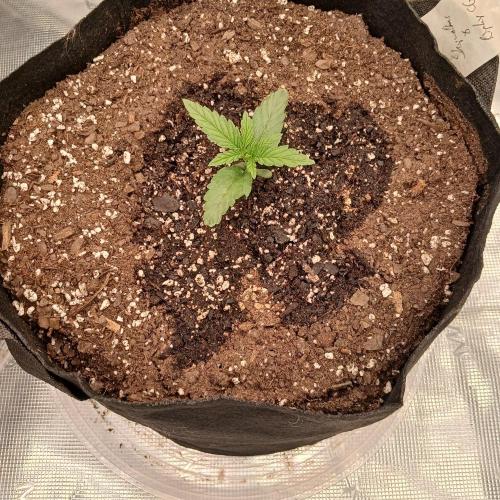Skywalker x Ripley OG - FREEBIES. Week 2 - Day 8