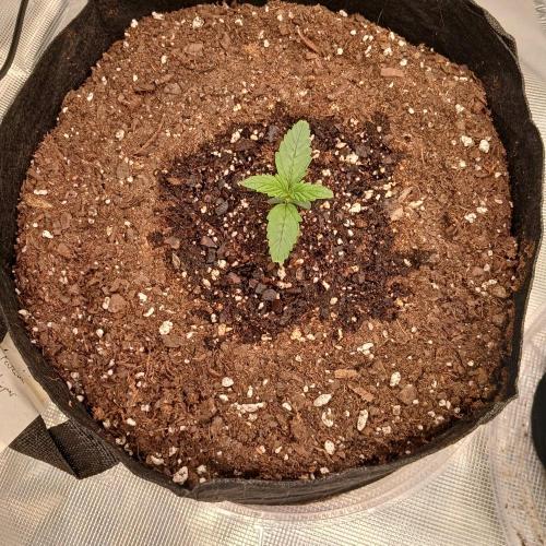 Forum Stomper x Grapewalker Kush-FREEBIE. Week 1 - Day 7