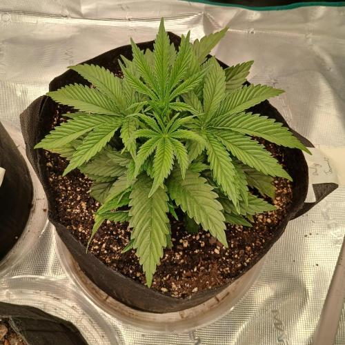 Dodgy Jammers. Week 4 - Day 23