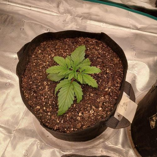 Mango Runtz. Week 2 - Day 14