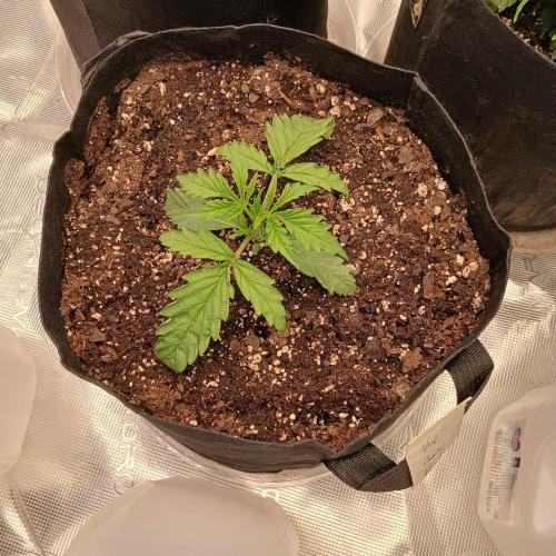 Beary Berry Punch. Week 2 - Day 12