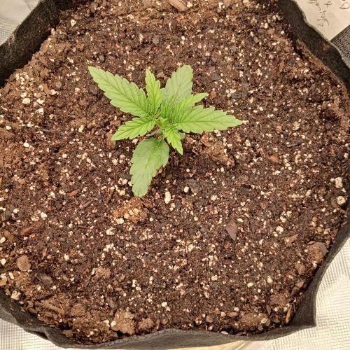 Skywalker x Ripley OG - FREEBIES. Week 2 - Day 9