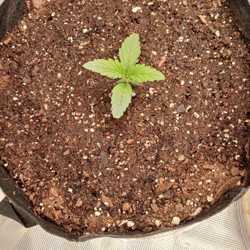 Forum Stomper x Grapewalker Kush-FREEBIE. Week 2 - Day 8