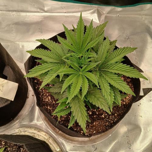 Dodgy Jammers. Week 4 - Day 24