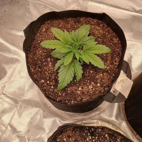 Mango Runtz. Week 3 - Day 15