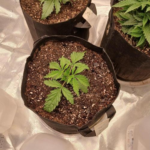 Beary Berry Punch. Week 2 - Day 13, first nute