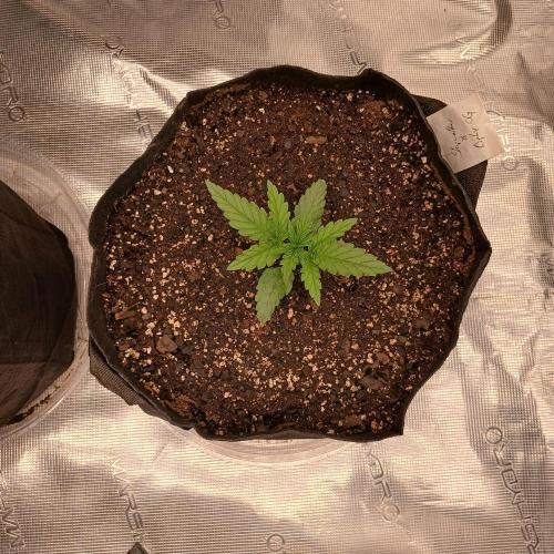 Skywalker x Ripley OG - FREEBIES. Week 2 - Day 10