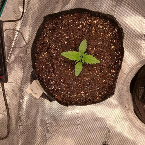 Forum Stomper x Grapewalker Kush-FREEBIE. Week 2 - Day 9