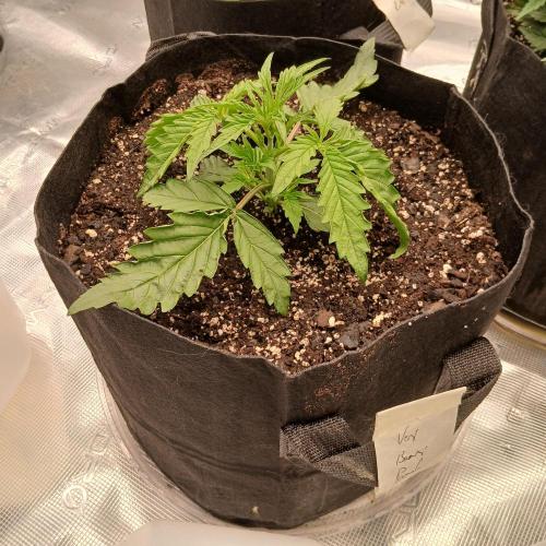 Beary Berry Punch. Week 2 - Day 14, 26% humidity, really weak, not happy