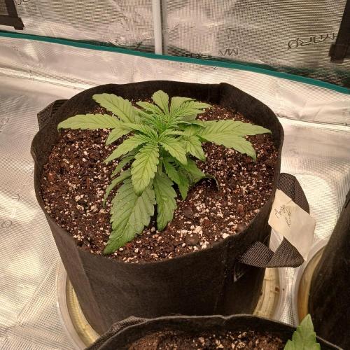 Mango Runtz. Week 3 - Day 16