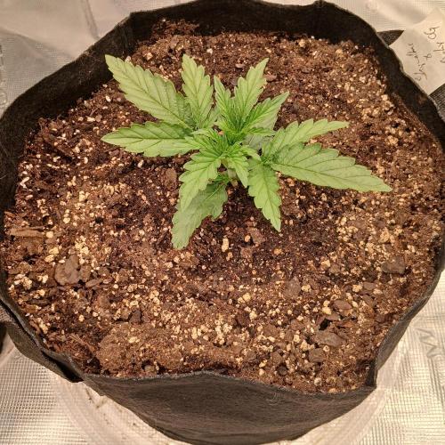 Skywalker x Ripley OG - FREEBIES. Week 2 - Day 11