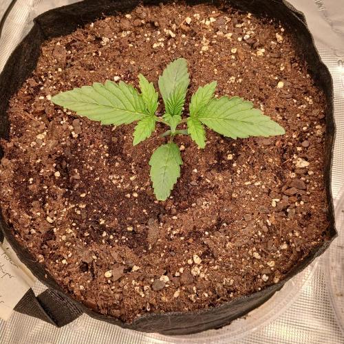 Forum Stomper x Grapewalker Kush-FREEBIE. Week 2 - Day 10