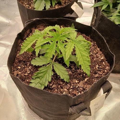 Beary Berry Punch. Week 3 - Day 15