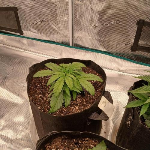 Mango Runtz. Week 3 - Day 17