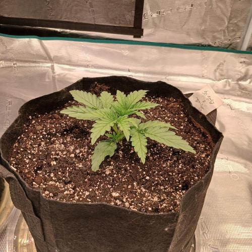 Skywalker x Ripley OG - FREEBIES. Week 2 - Day 12