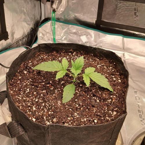 Forum Stomper x Grapewalker Kush-FREEBIE. Week 2 - Day 11