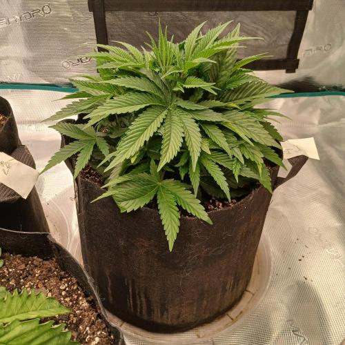 Dodgy Jammers. Week 4 - Day 27