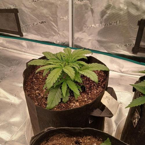 Mango Runtz. Week 3 - Day 18