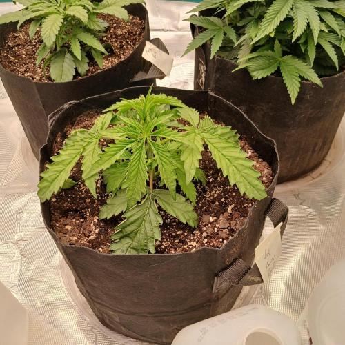 Beary Berry Punch. Week 3 - Day 16