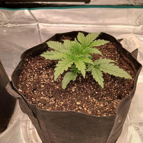 Skywalker x Ripley OG - FREEBIES. Week 2 - Day 13