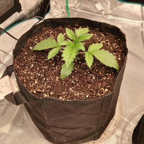Forum Stomper x Grapewalker Kush-FREEBIE. Week 2 - Day 12
