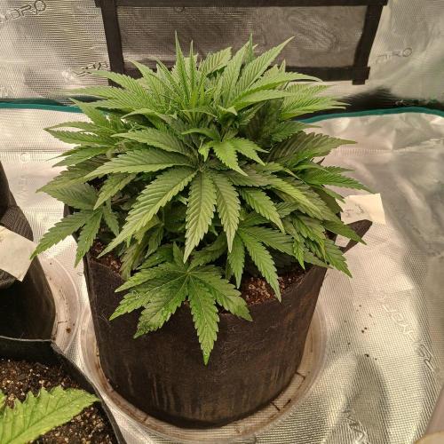 Dodgy Jammers. Week 4 - Day 28