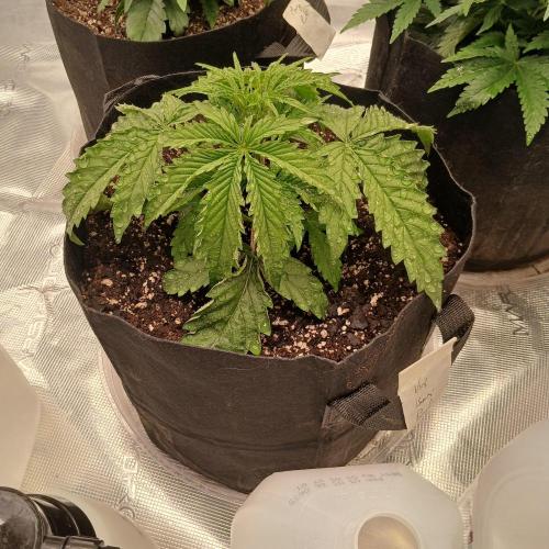 Beary Berry Punch. Week 3 - Day 17