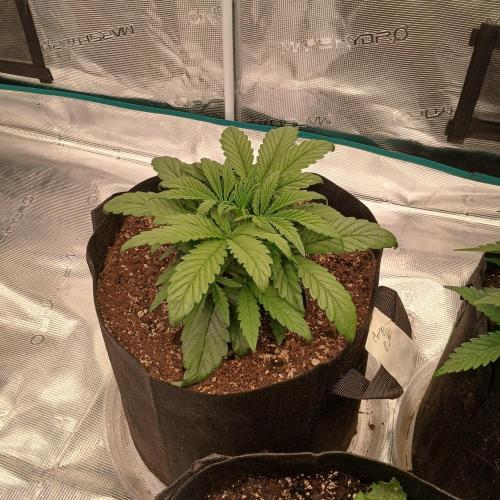 Mango Runtz. Week 3 - Day 19