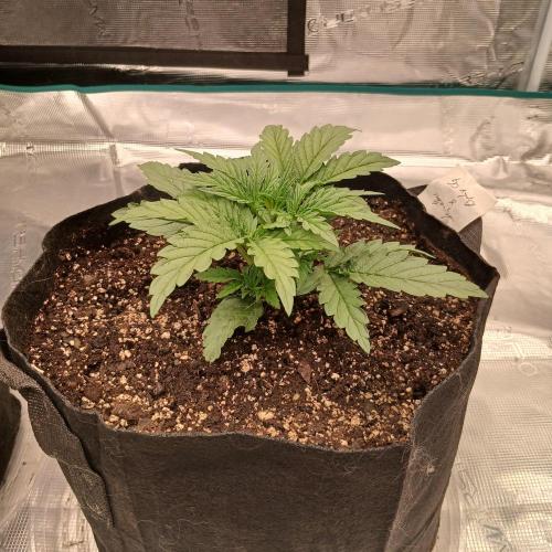 Skywalker x Ripley OG - FREEBIES. Week 2 - Day 14