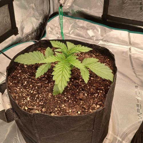 Forum Stomper x Grapewalker Kush-FREEBIE. Week 2 - Day 13