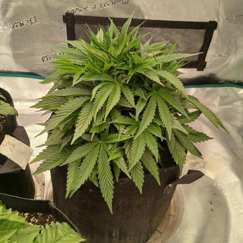Dodgy Jammers. Week 5 - Day 29