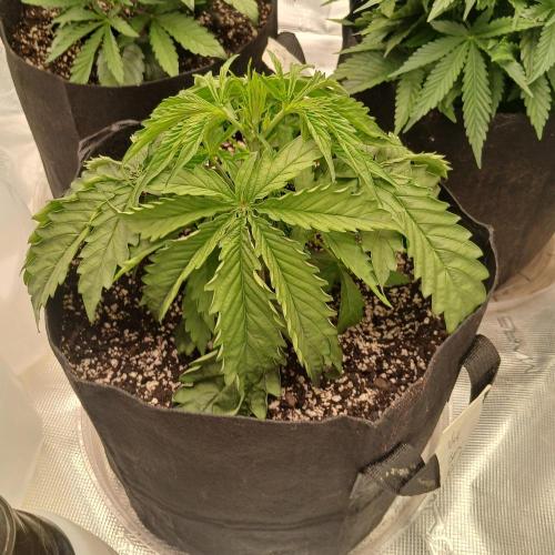 Beary Berry Punch. Week 3 - Day 18