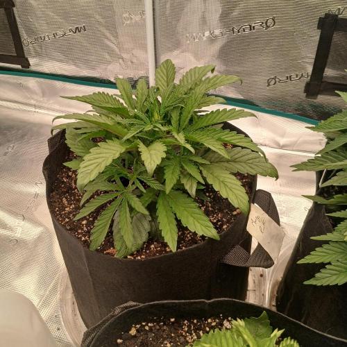Mango Runtz. Week 3 - Day 20