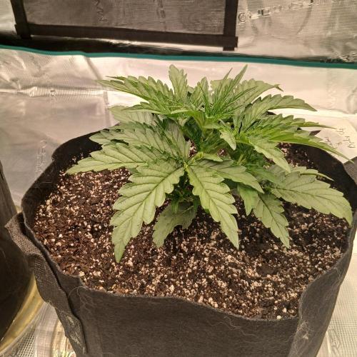 Skywalker x Ripley OG - FREEBIES. Week 3 - Day 15