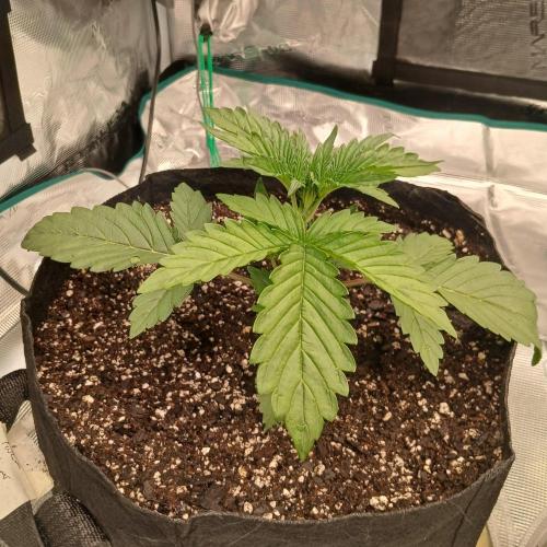 Forum Stomper x Grapewalker Kush-FREEBIE. Week 2 - Day 14