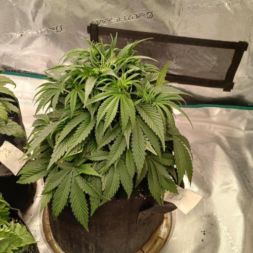 Dodgy Jammers. Week 5 - Day 30