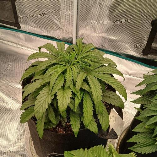 Mango Runtz. Week 3 - Day 21