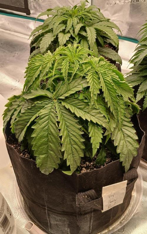 Beary Berry Punch. Week 3 - Day 19