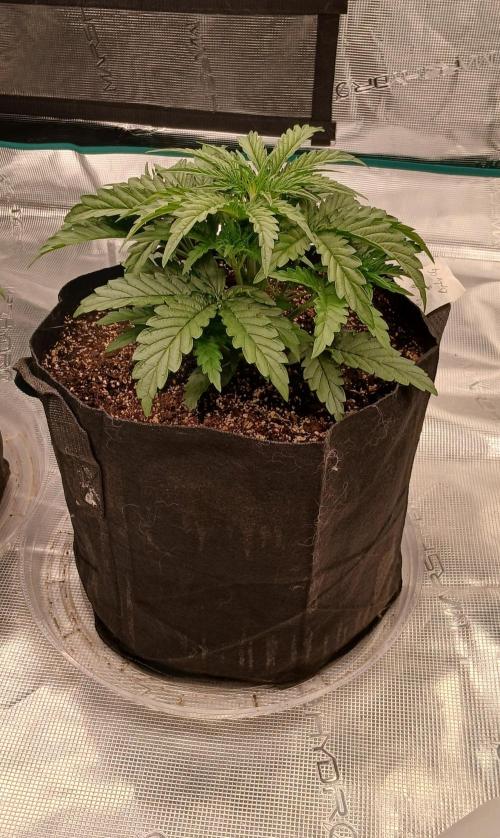 Skywalker x Ripley OG - FREEBIES. Week 3 - Day 16