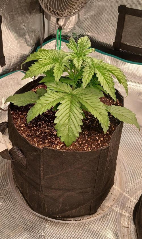 Forum Stomper x Grapewalker Kush-FREEBIE. Week 3 - Day 15