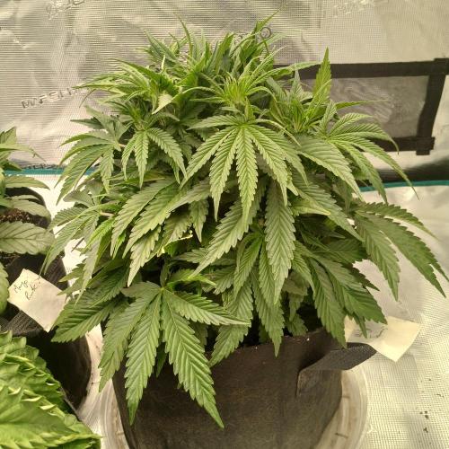 Dodgy Jammers. Week 5 - Day 31