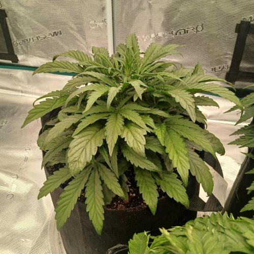 Mango Runtz. Week 4 - Day 22