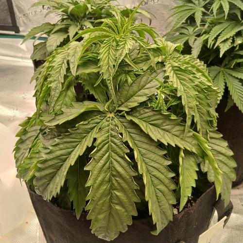 Beary Berry Punch. Week 3 - Day 20