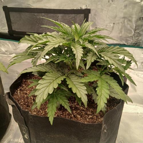 Skywalker x Ripley OG - FREEBIES. Week 3 - Day 17