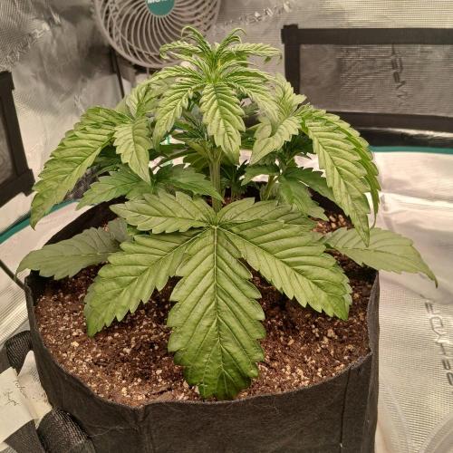 Forum Stomper x Grapewalker Kush-FREEBIE. Week 3 - Day 16