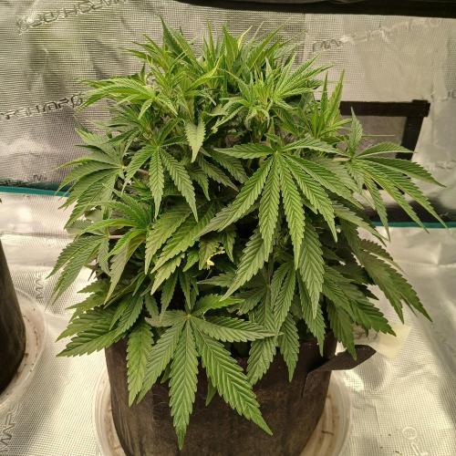 Dodgy Jammers. Week 5 - Day 32