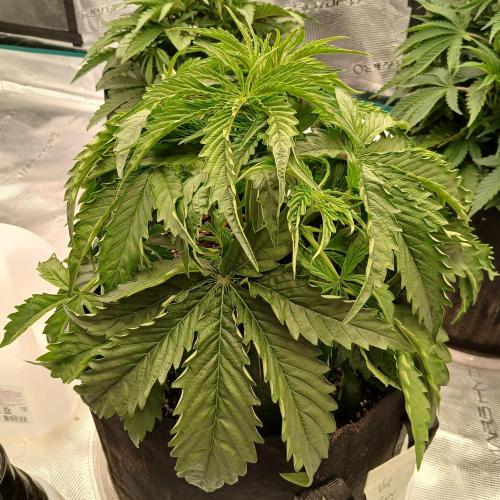 Beary Berry Punch. Week 3 - Day 21