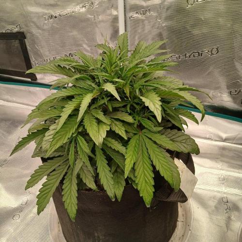 Mango Runtz. Week 4 - Day 23