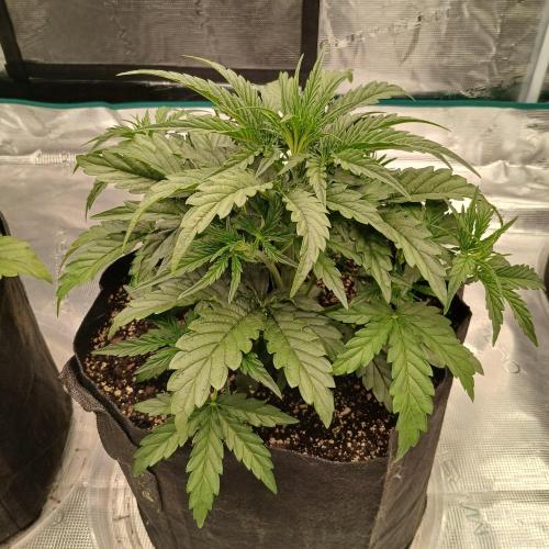 Skywalker x Ripley OG - FREEBIES. Week 3 - Day 18